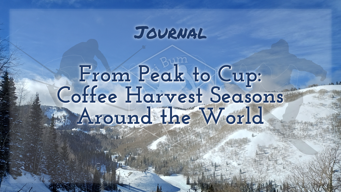 From Peak to Cup: Coffee Harvest Seasons Around the World